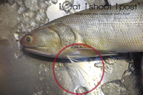 Singapore Fish Files Ikan Kurau Threadfin Ngoh Her Ieatishootipost
