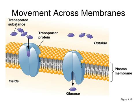 Ppt Gram Negative Outer Membrane Powerpoint Presentation Free