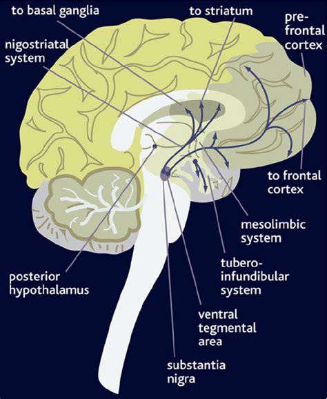 Major Dopaminergic Pathways In The Human Brain Download Scientific