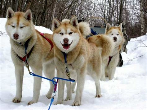 Partez à la rencontre des chiens nordiques ! Chiens de traineaux pour aventure au Canada