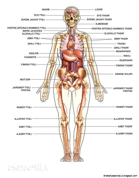 But what else do you remember about human anatomy? The Human Anatomy | HD Wallpapers Plus