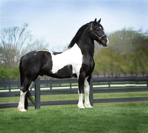 Dream Gaits Bizkit Baroque Pinto Horse Breeds Pinto Horse Pretty