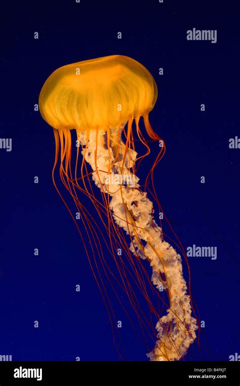 Pacific Sea Nettle Jellyfish Chrysaora Fuscescens Vancouver Aquarium