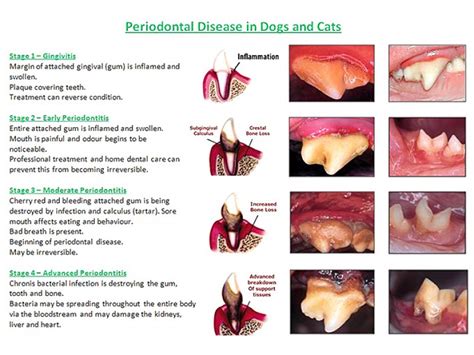 According to the american veterinary dental society, an astounding 70 percent of cats show signs of the risk of kidney disease was found to be significantly higher in cats with any stage of periodontal disease than in control cats. $100 off your fur kids dental cleaning! | Roswell, GA Patch