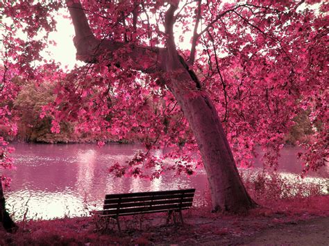 Pink Tree By Lake Wallpapers Wallpaper Cave
