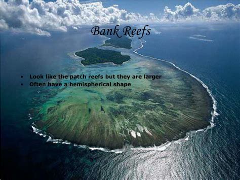 Ppt Coral Reefs Powerpoint Presentation Free Download Id5527713