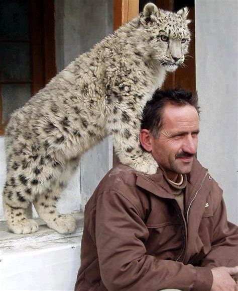 A Man With His Pet Snow Leopard In Gilgitpakistan Snow Leopard