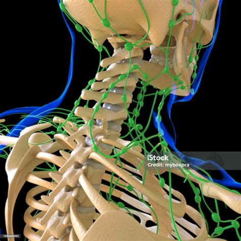 Foto De Anatomia De Linfonodos Humanos Para Renderização 3d Do Conceito