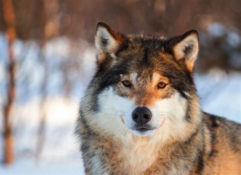 Wolf Eyes Nose Gray Portrait Animals Nature Wolves Wallpapers Hd