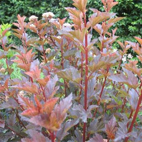 Ninebark on a standard (tree form) with the arrival of so many of these modern cultivars the element of using these shrubs as small trees has caused many of the varieties now to be available in. 'Summer Wine' Ninebark | Using Rain Gardens to Keep ...