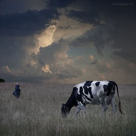 Victor Peryakin Cow Photography Cow Painting Cow Pictures