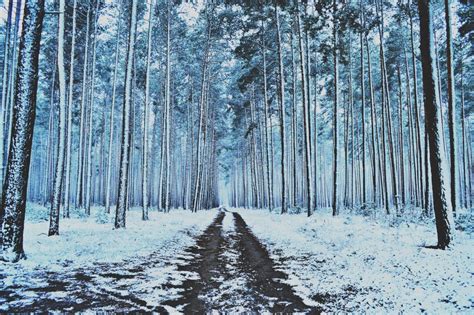 Fotos Gratis árbol Bosque Desierto Rama Nieve Frío Planta