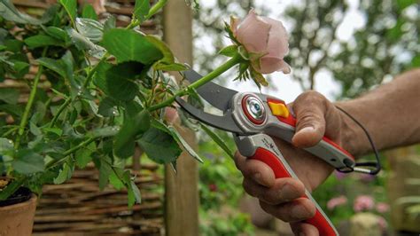 Kitchen trends 2021 uk elections list. Best secateurs: top 6 buys for perfect pruning | Real Homes
