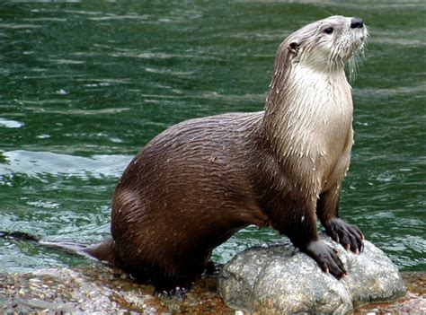 River Otters Otters