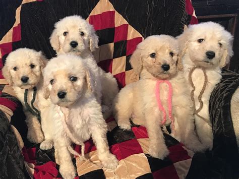 With kitten season ongoing, san antonio pets alive! Labradoodle Puppies For Sale | San Antonio, TX #264076
