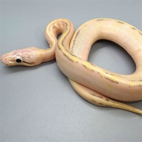 Enchi Spark Ball Python Hatchling