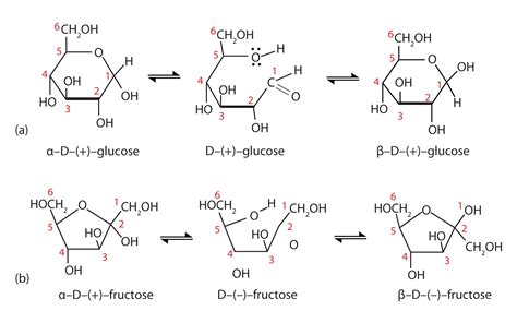 Explain Why Lactose Shows Mutarotation But Sucrose Does Not Socratic