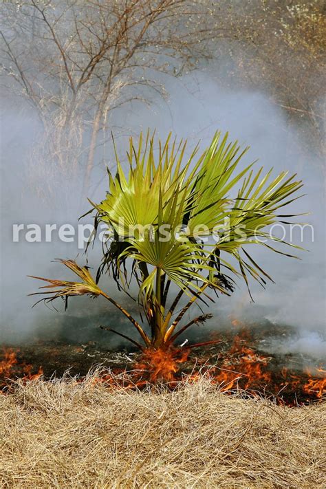 The bismark palm is prized as a landscape specimen, singly or in rows. Bismarckia nobilis 'Green' - Buy seeds at rarepalmseeds.com