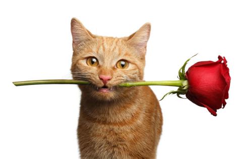 Cat Holding A Rose In Its Mouth Stock Photos Pictures And Royalty Free
