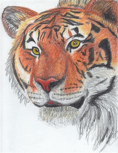 Pencil Crayon Tiger By Kittyq On Deviantart