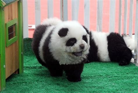 Unbearably Cute Panda Puppies Take Over China For Real Dailycow