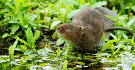 Endangered Water Voles Are Making A Comeback In The Uk
