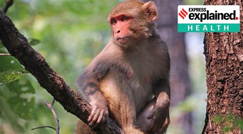 New Research Rhesus Macaque Shows Promise As Model For Covid 19