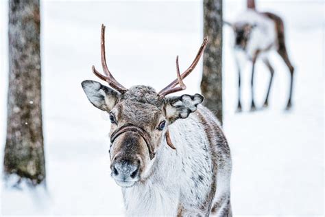 Brown Reindeer In Finland At Lapland Winter Stock Image Image Of