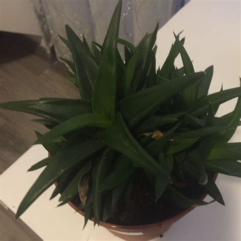 Sie müssen dann frisches wasser in den kreislauf einfüllen, um so den druck zu erhöhen. Was ist das für eine Pflanze (echte Aloe Vera)? (Pflanzen ...