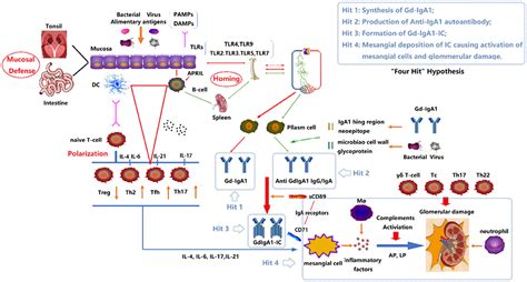 Frontiers The Role Of Immune Modulation In Pathogenesis Of Iga