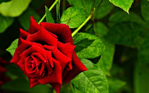 Misty Blooming Red Rose