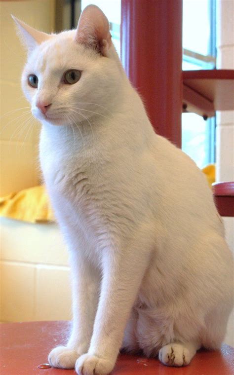 White Cat Breeds List Pets Lovers