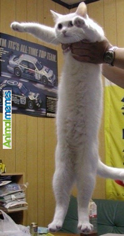 Cat Memes See Im Taller Than You Long Cat Cats Cat Memes