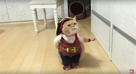 Cat Dressed As A Pirate Is The Best Thing Weve Ever Seen Watch