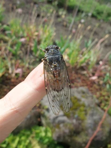 エゾハルゼミの季節 - 北海道昆虫同好会ブログ