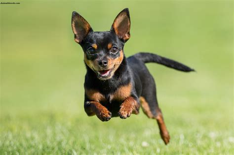 Chihuahua Puppies Rescue Pictures Information Temperament