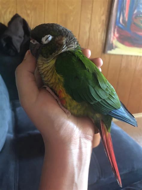 Sleeping Green Cheek Conure Pet Birds Conure Bird Conure Parrots