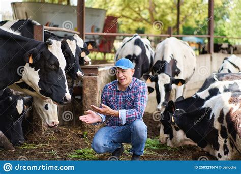 Farmer Cowboy At Cow Farm Ranch Stock Photo Image Of Animals