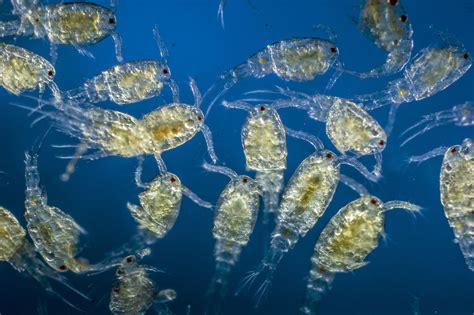 What Is Zooplankton Or Animal Plankton