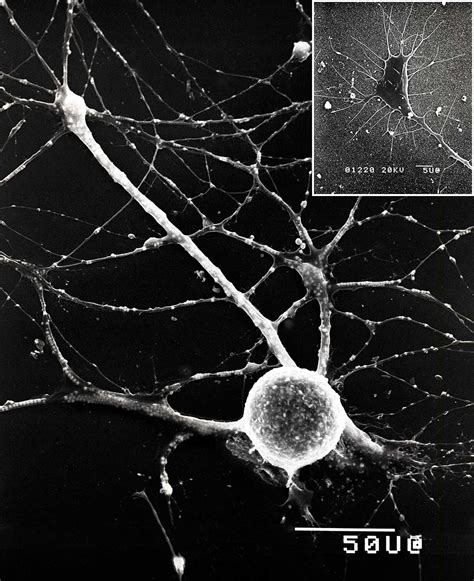 Real Microscope Neuron Cell Micropedia