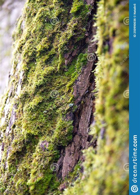 The Bark Of A Tree Overgrown With Moss Green Moss On The Trunk Of A