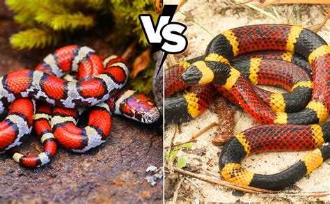 Unveiling The Secrets Identifying Coral Snakes Vs King Snakes Noodls