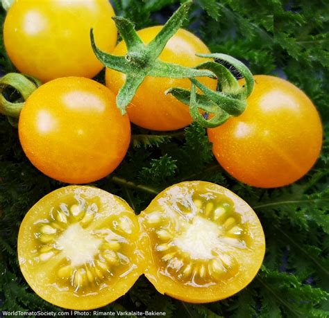 Broad Ripple Yellow Currant Tomato A Comprehensive Guide World