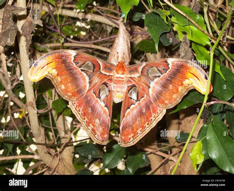 Atlas Moth Attacus Atlas The Largest Group Of Moths In The World In