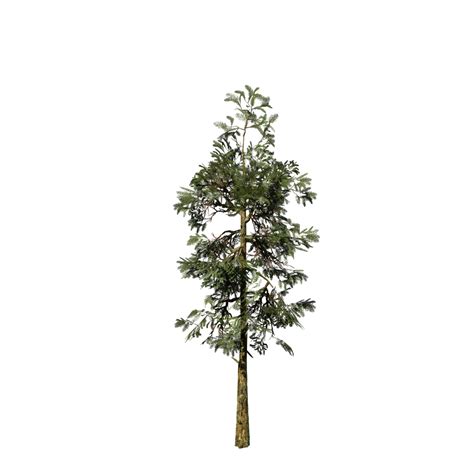 Free shipping on orders over $75. Giant Sequoia Sapling - SpeedTree