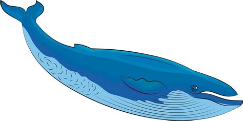 Blue Whale Png Picture Png Mart