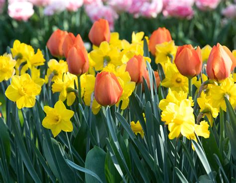 Which Spring Blooming Bulbs Are Perennial