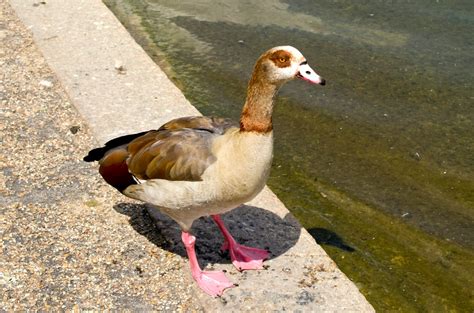 Egyptian Geese Focusing On Wildlife