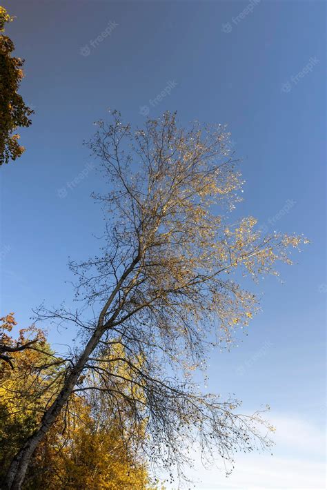 Premium Photo Yellowing And Falling Foliage Of Deciduous Trees In Autumn