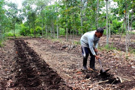 Pak Taman Petani Agroforestri Yang Sukses Kembangkan Lahan Gambut